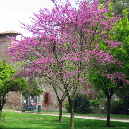 Cercis Siliquastrum