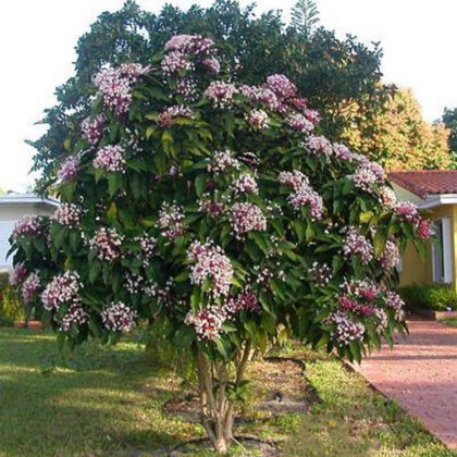 Clerodendrum Trichotomum