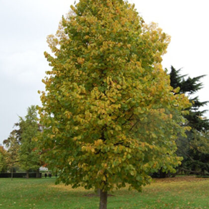 Corylus Colurna