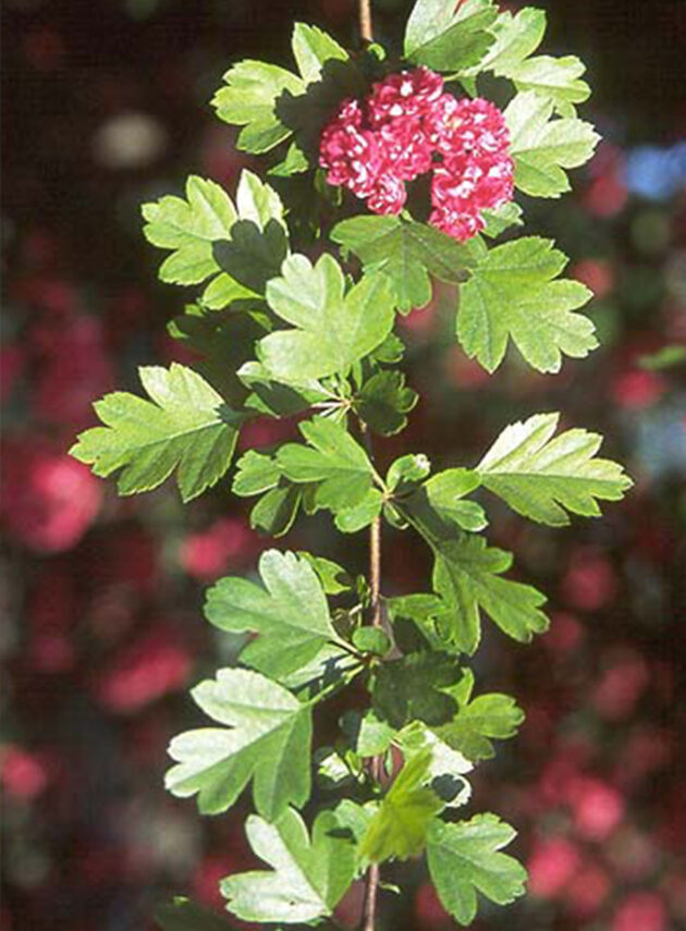 Crataegus Laevigata Paul’s Scarlet Foglia