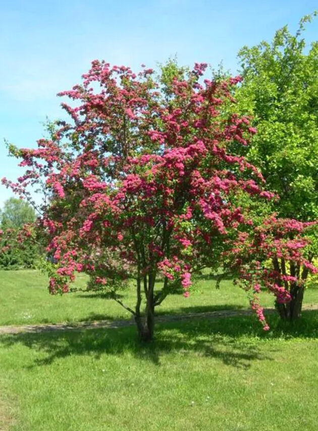 Crataegus Laevigata Paul’s Scarlet