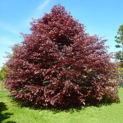 Fagus Sylvatica Purpurea Cespuglio
