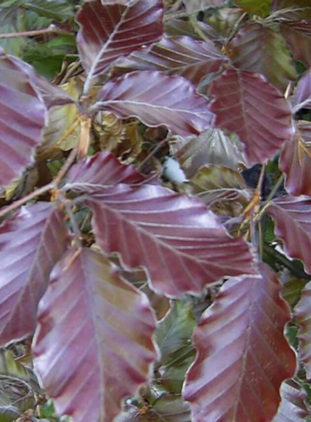 Fagus Sylvatica Purpurea Foglia