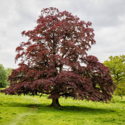 Fagus Sylvatica Purpurea