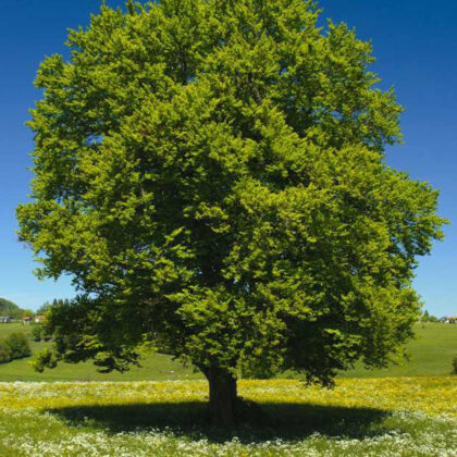 Fagus Sylvatica