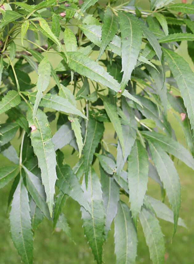 Fraxinus Angustifolia Foglia