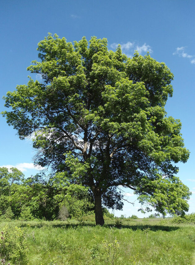 Fraxinus Angustifolia