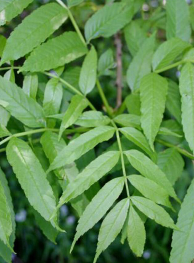 Fraxinus Excelsior