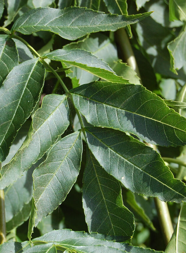 Fraxinus Excelsior Pendula Foglia