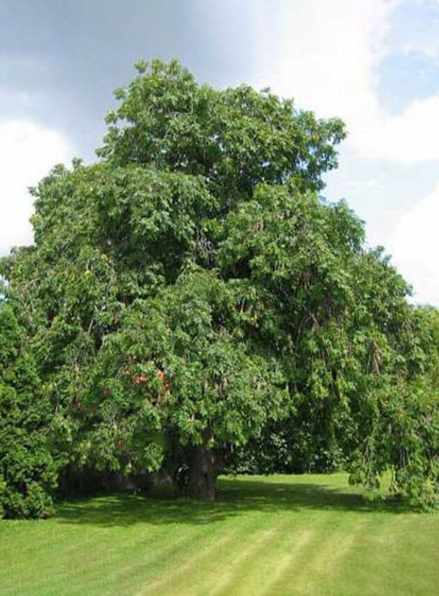 Fraxinus Excelsior Pendula
