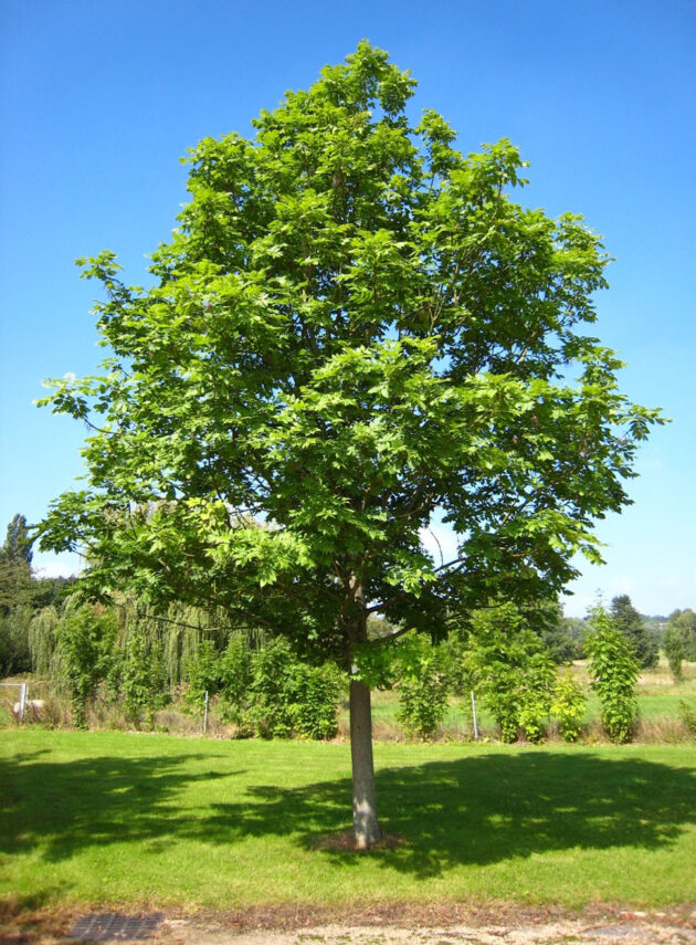 Fraxinus Excelsior