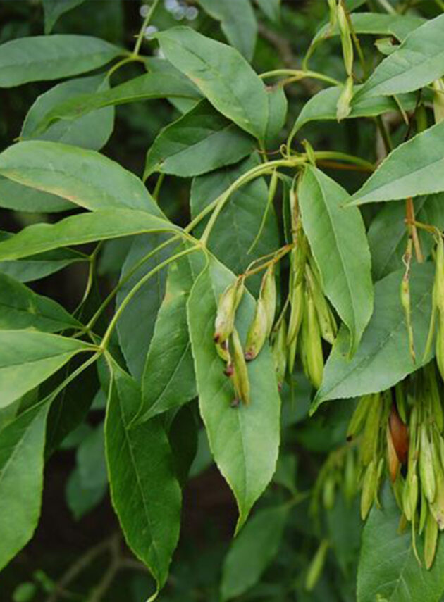 Fraxinus Ornus Foglia