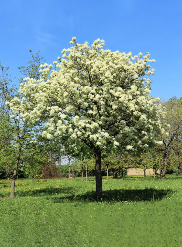 Fraxinus Ornus