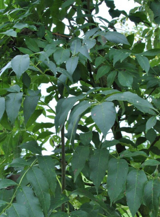 Fraxinus Westhof's Glorie Foglia