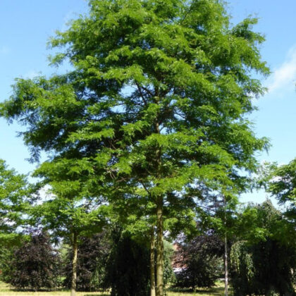 Gleditsia Triacanthos Inermis