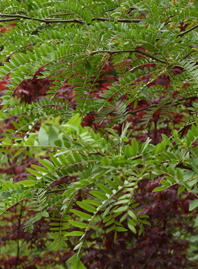Gleditsia Triacanthos Skyline Foglia