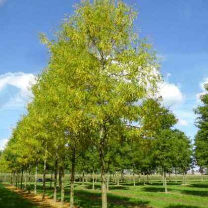Gleditsia Triacanthos Skyline