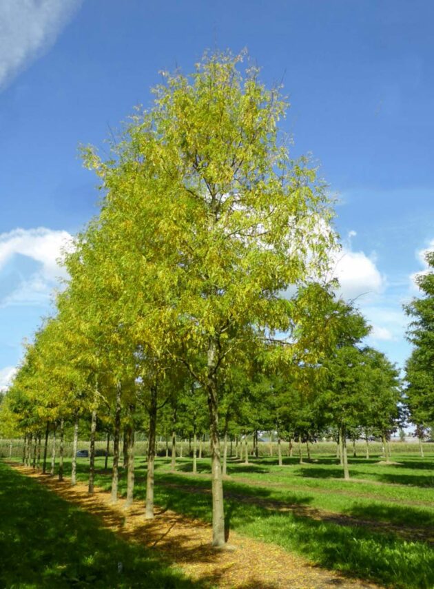 Gleditsia Triacanthos Skyline