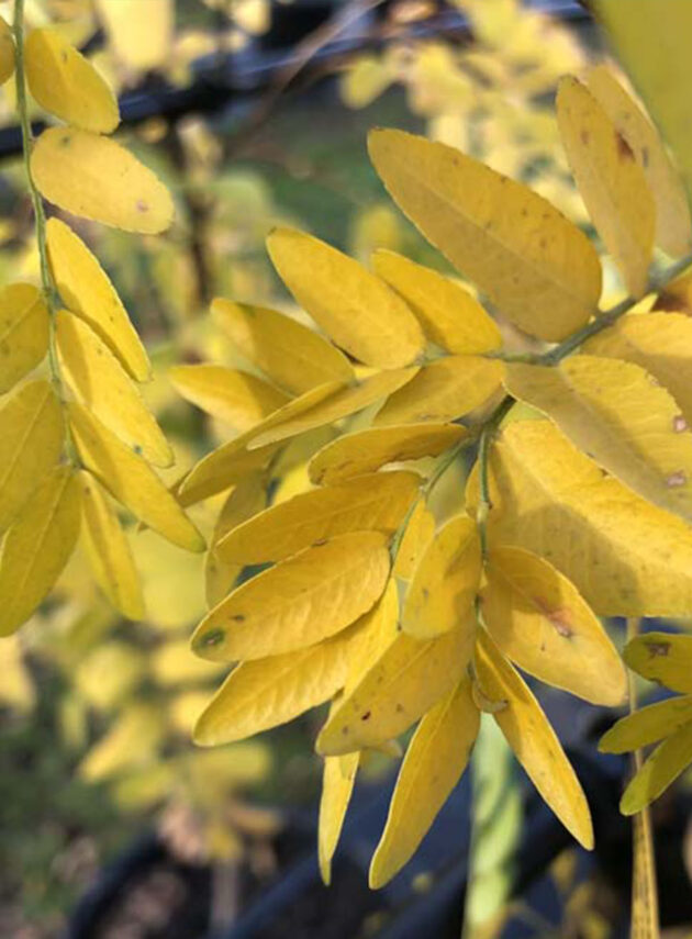 Gleditsia Triacanthos Sunburst Foglia