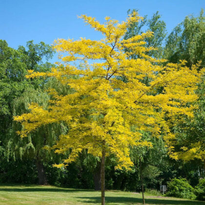 Gleditsia Triacanthos Sunburst