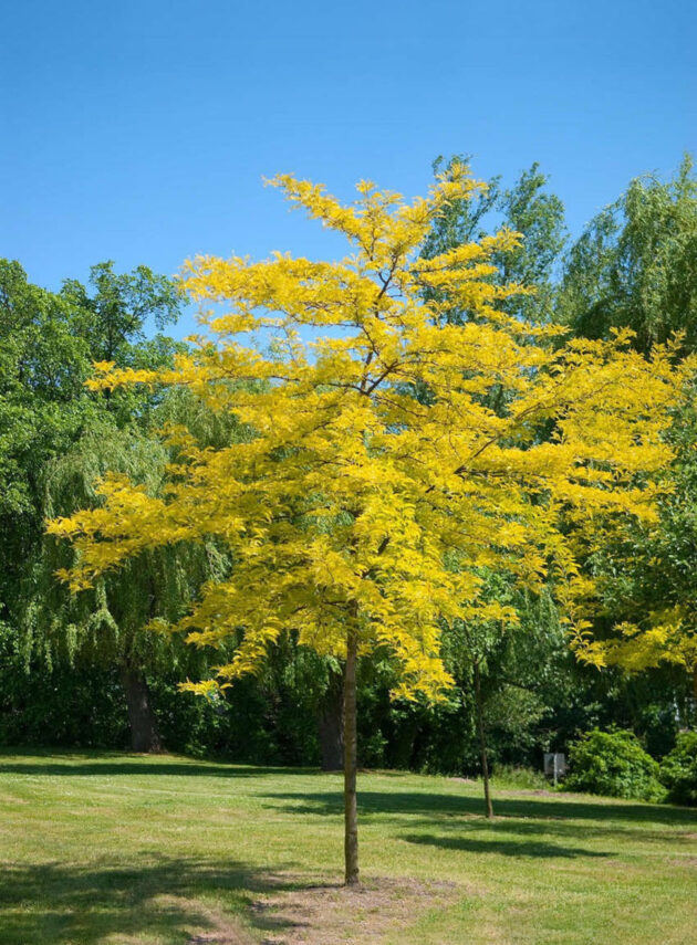 Gleditsia Triacanthos Sunburst