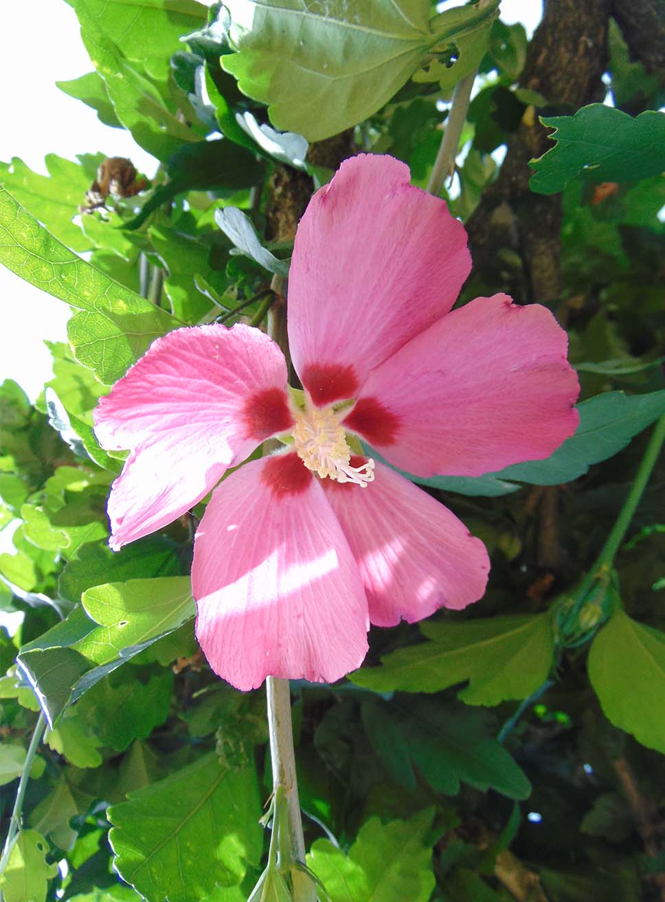 Hibiscus Syriacus Fiore