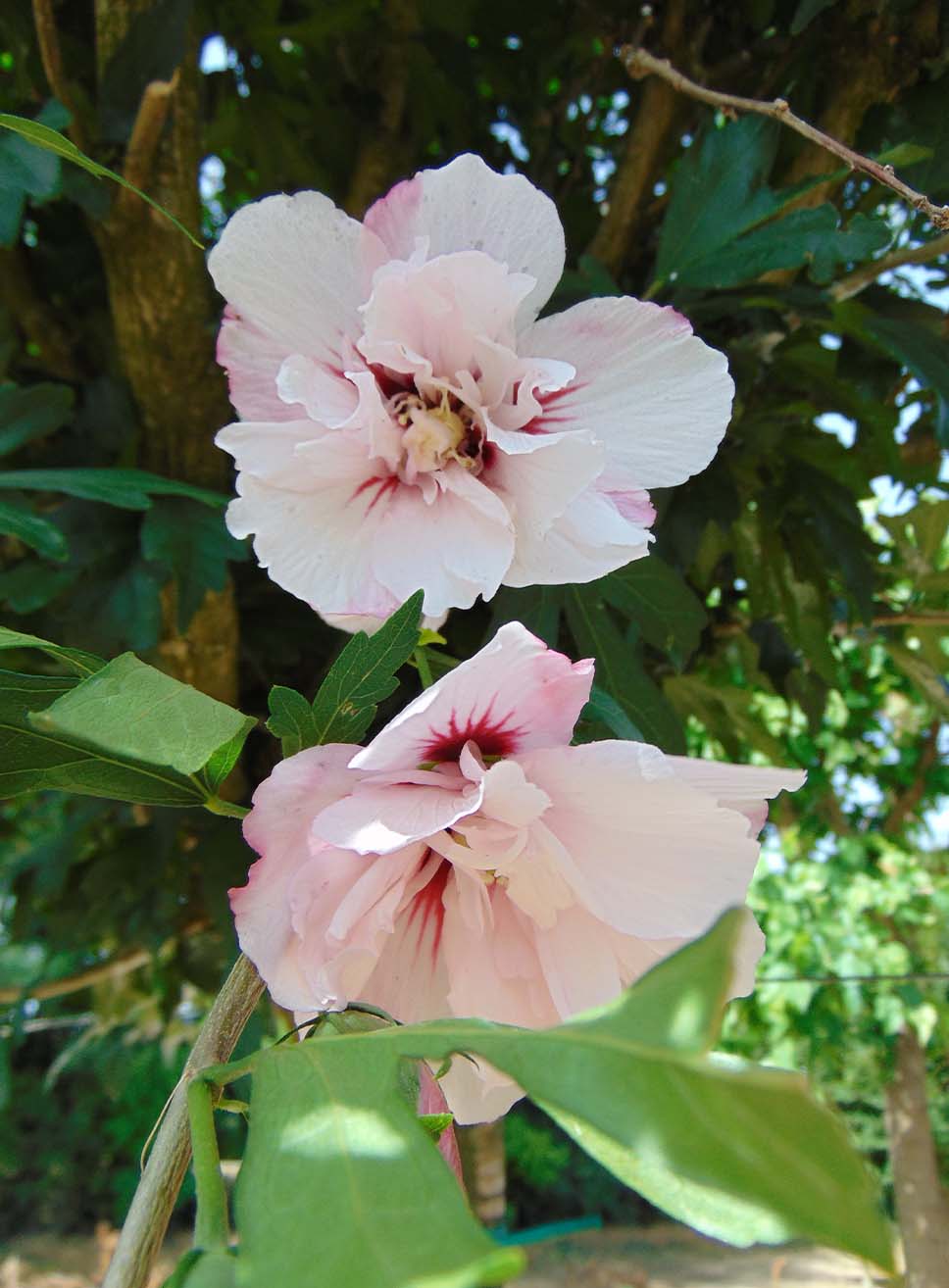 Hibiscus Syriacus Fiore