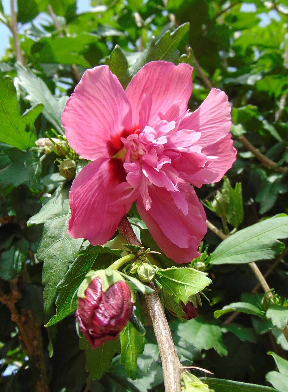 Hibiscus Syriacus Fiore