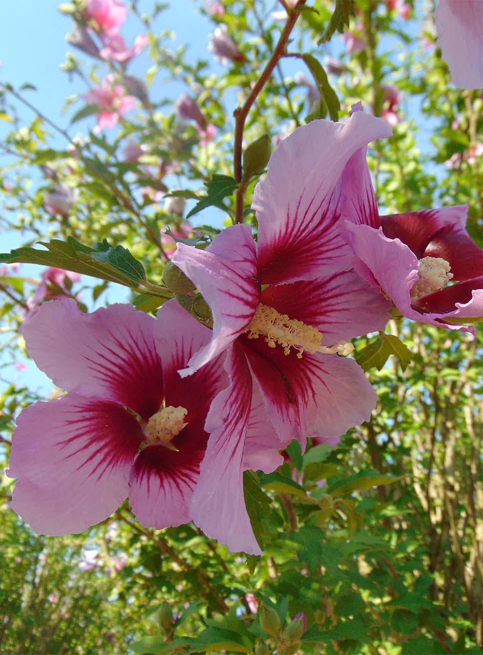 Hibiscus Syriacus Fiore