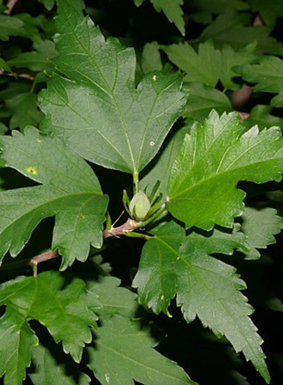 Hibiscus Syriacus Foglia