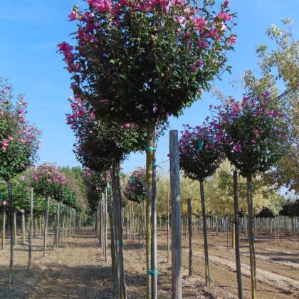 Hibiscus Syriacus