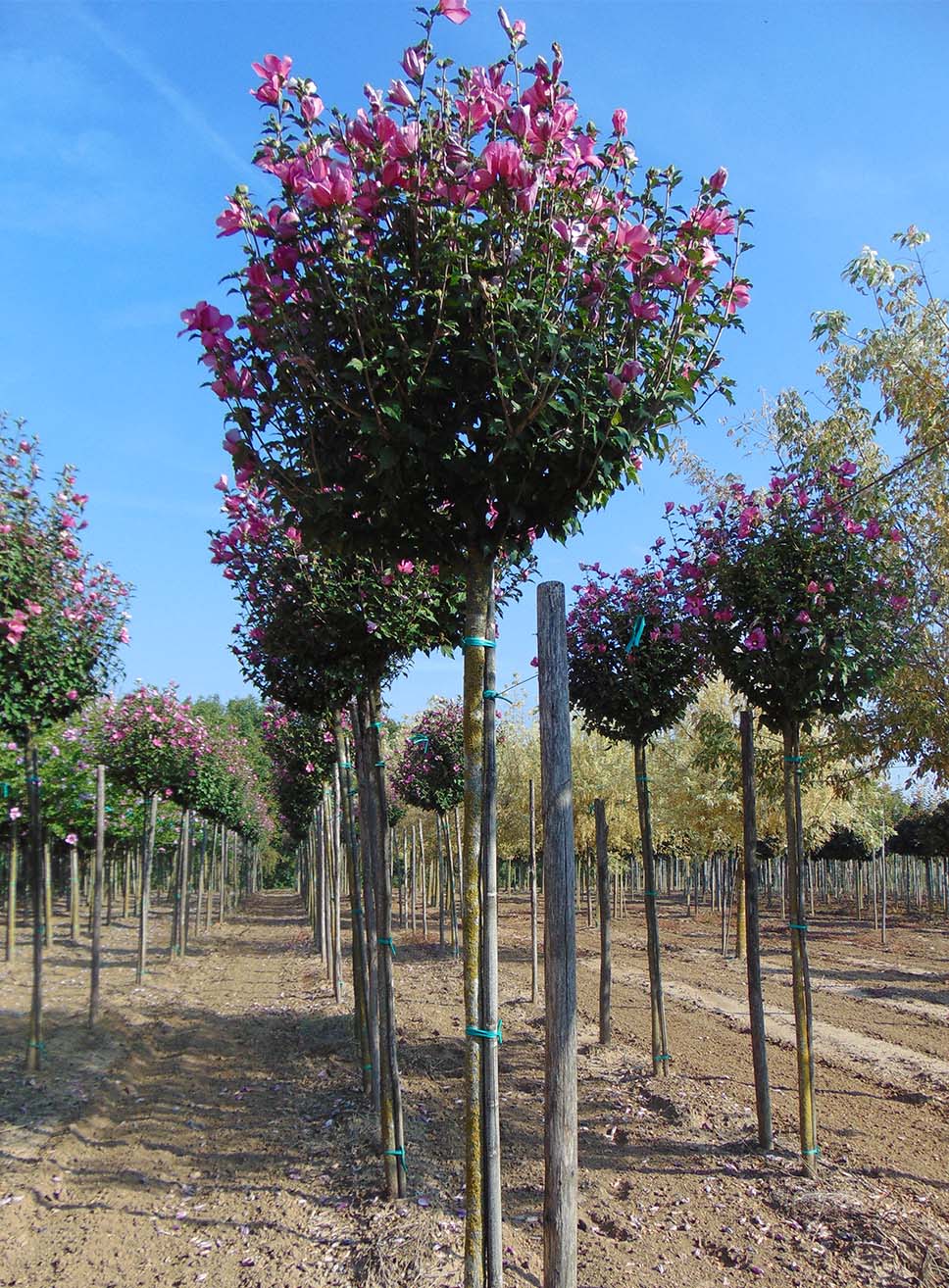 Hibiscus Syriacus