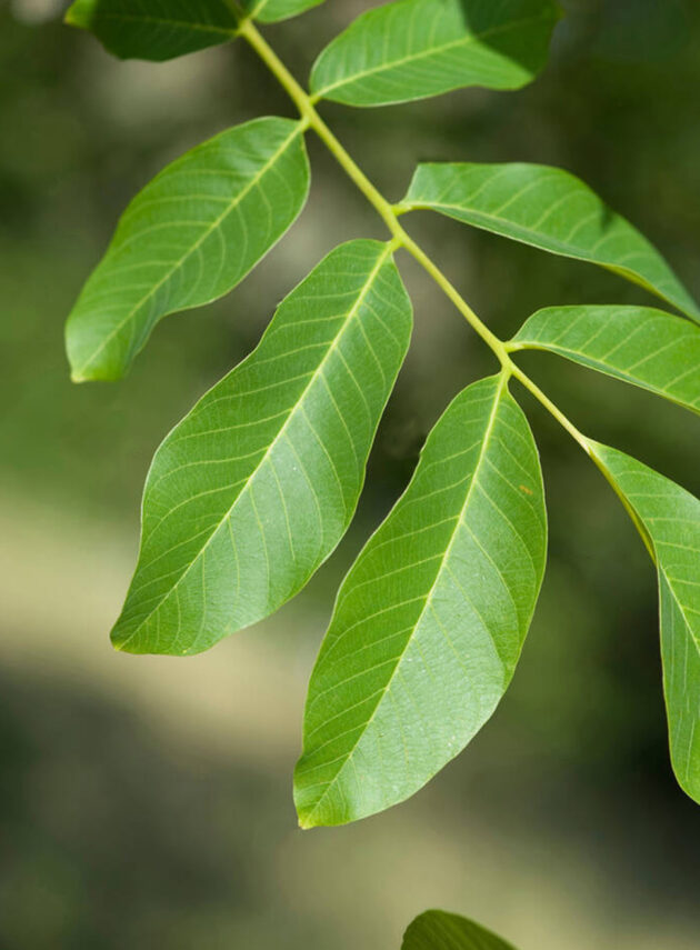 Juglans Regia Foglia