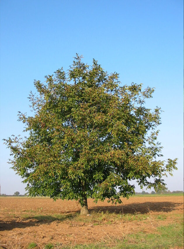 Juglans Regia