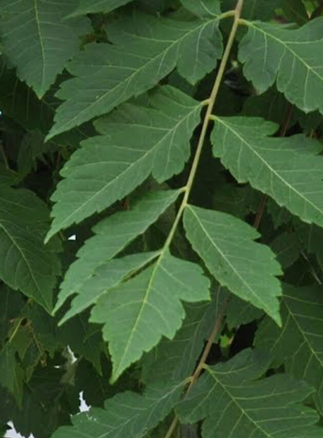 Koelreuteria Paniculata Foglia