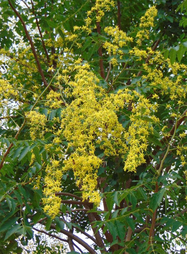 Koelreuteria Paniculata Fiore