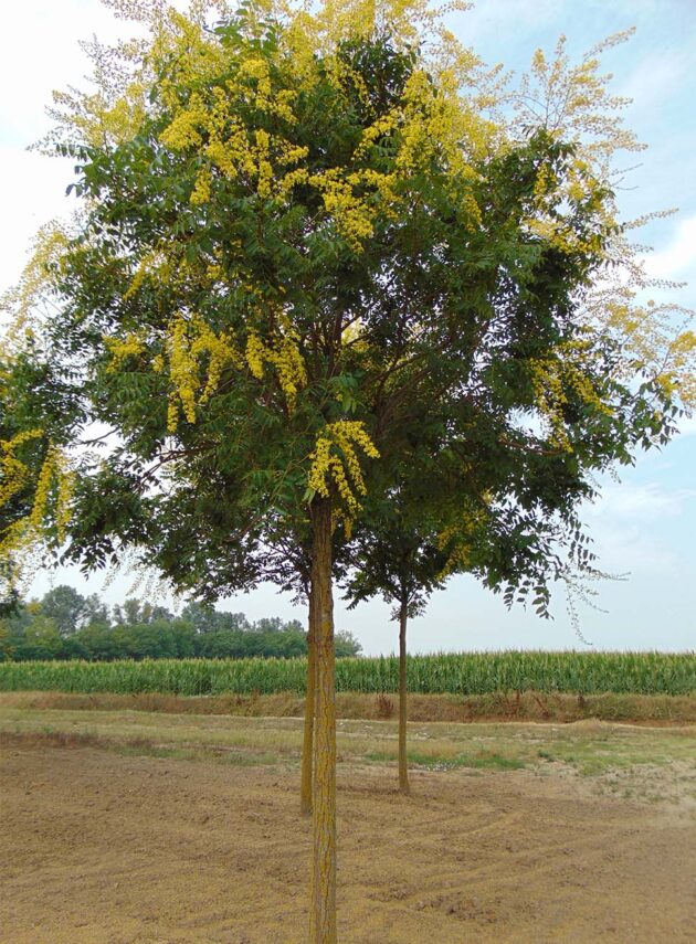 Koelreuteria Paniculata
