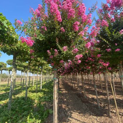 Lagerstroemia Indica