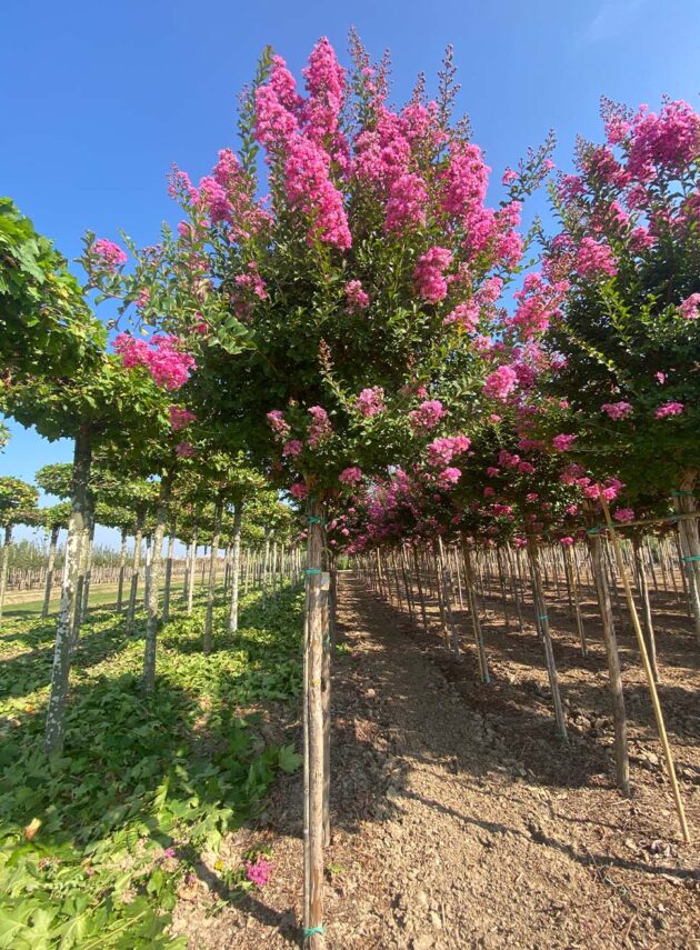 Lagerstroemia Indica