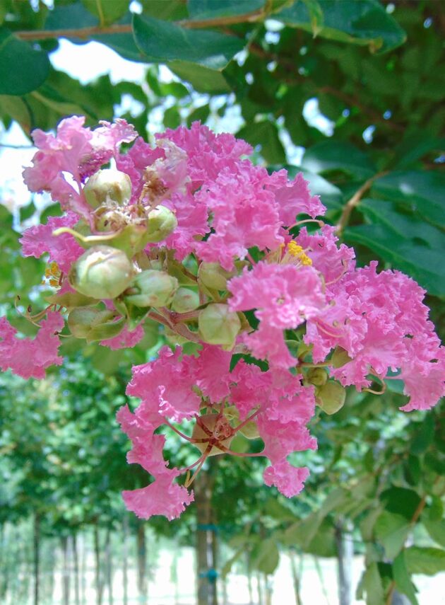 Lagerstroemia Indica Fiore