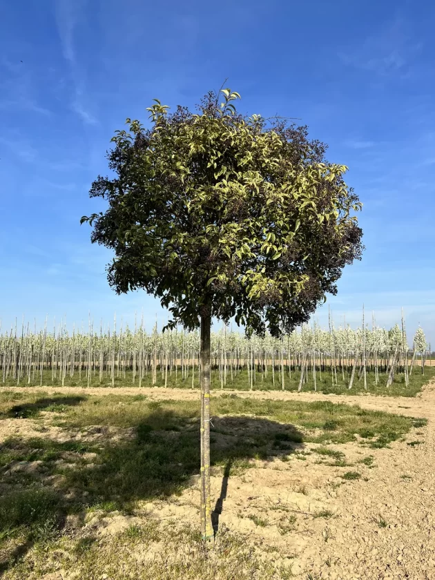 Ligustrum Japonicum Variegatis