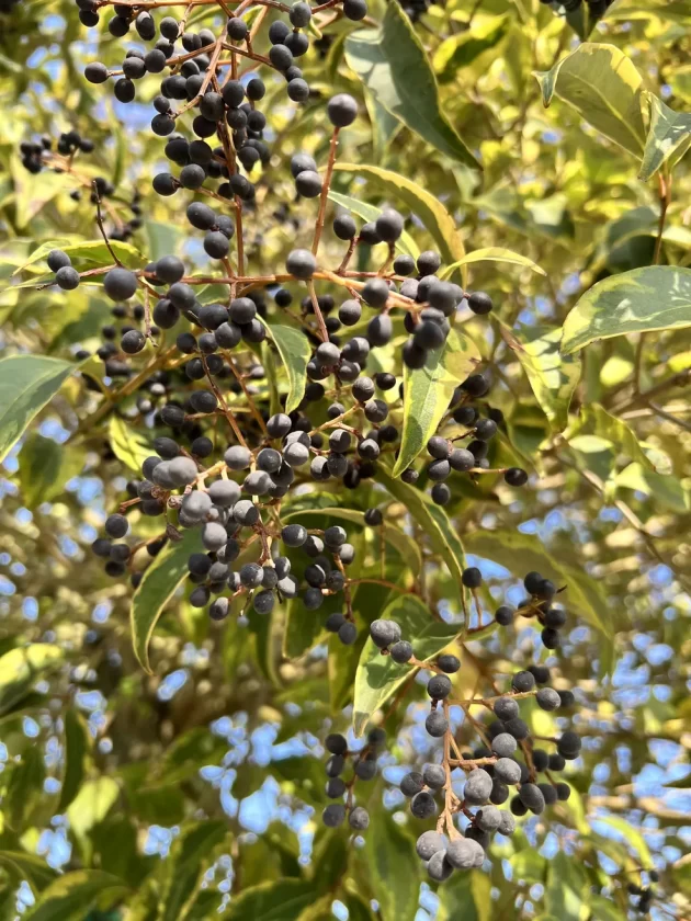 Ligustrum Japonicum Variegatis Fiore