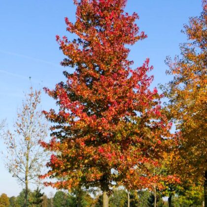 Liquidambar Styraciflua
