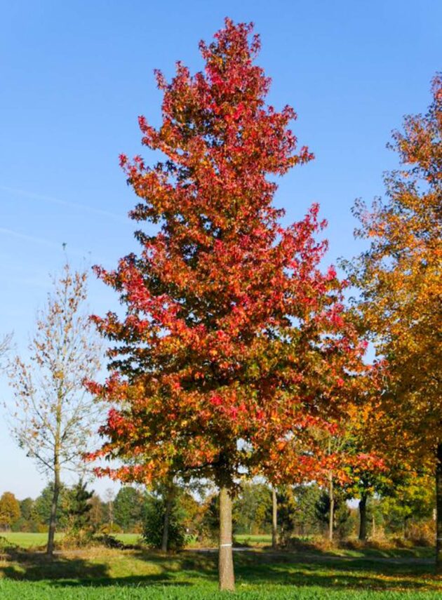 Liquidambar Styraciflua