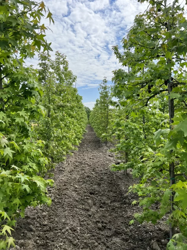 Liquidambar Styraciflua Filare