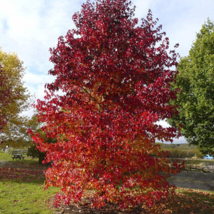 Liquidambar Styraciflua