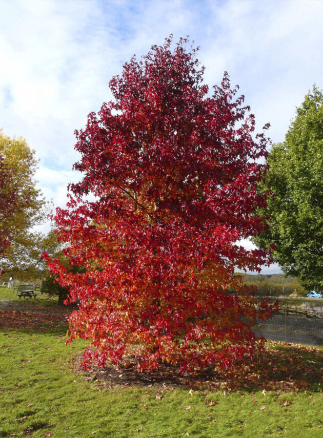 Liquidambar Styraciflua