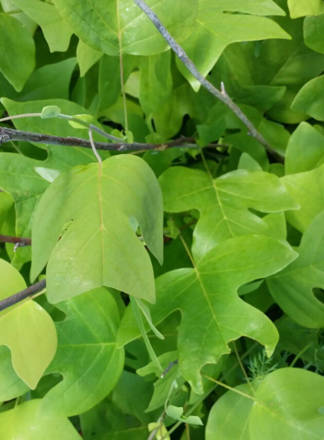 Liriodendron Tulipifera Foglia