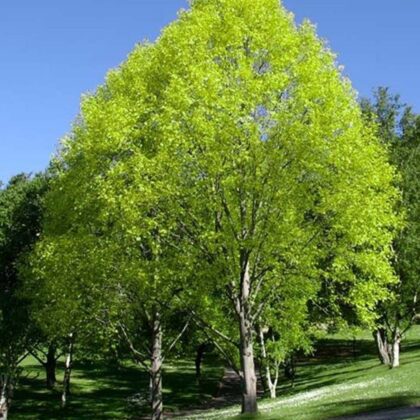 Liriodendron Tulipifera