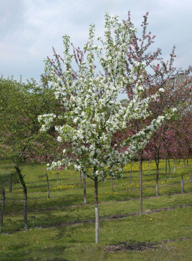 Malus John Downie